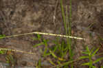 Thin paspalum